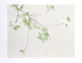 Apple Blossoms