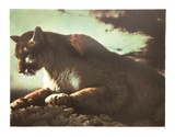 Cougar
