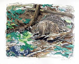 Adirondack Bobcat