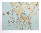 Acacia
