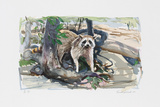 Racoon