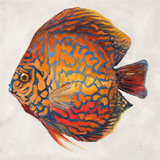 Little Fish II