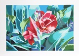 Cana Lily