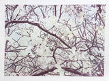 Magnolia IV