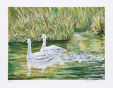 Swans