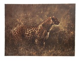 Leopard in the Grass
