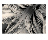 Amaryllis 1