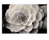 Camelia