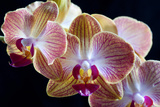 Amaryllis closeup
