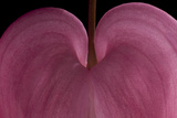 Bleeding heart detail Lamprocapnos spectabilis