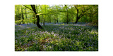 Bluebell forest
