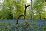 Bluebell wood with hopping tree