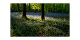 Bluebell wood scenic horizontal
