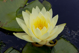 Lily Yellow