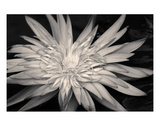 Water Lilly