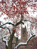 Boston College - Winterberries in the Quad