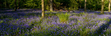 Bluebell wood scenic panorama