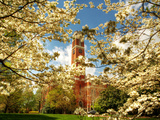 Vanderbilt University - Dogwoods Surround Kirkland