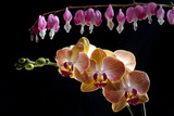 Flower mix bleeding heart and orchid hang together