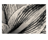 Amaryllis 2