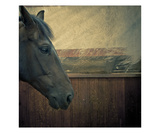 Portrait of a Horse