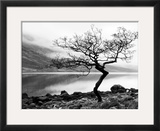 Solitary Tree on the Shore of Loch Etive  Highlands  Scotland  UK