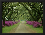 A Beautiful Pathway Lined with Trees and Purple Azaleas
