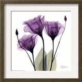 Royal Purple Gentian Trio