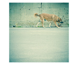 Stray Dog Walking