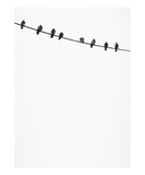 Birds on a Wire