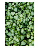 Green Leaves