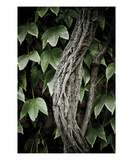 Ivy