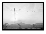 Birds on Wire
