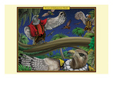 A Cast of Shakespearean Hawks