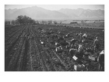 Potato Fields
