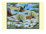 An Orientation of Persian Peacocks