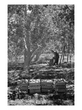 Harvesting Pears
