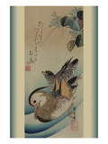 Mandarin Ducks