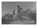 Threshing  Midsummer Noon