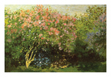 Lilacs in the Sun