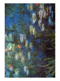 Water Lillies