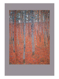 Beech Forest