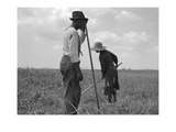 Cotton Sharecroppers