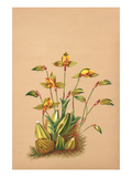 Lycaste Aromatica
