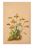 Lycaste Aromatica