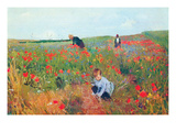 Poppies