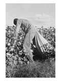 Migratory Field Worker Picking Cotton