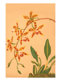 Odontologlossum Triumphans