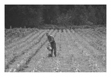 Hand Irrigation on Small Rented Subsistence Farm