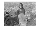 Cotton Picker